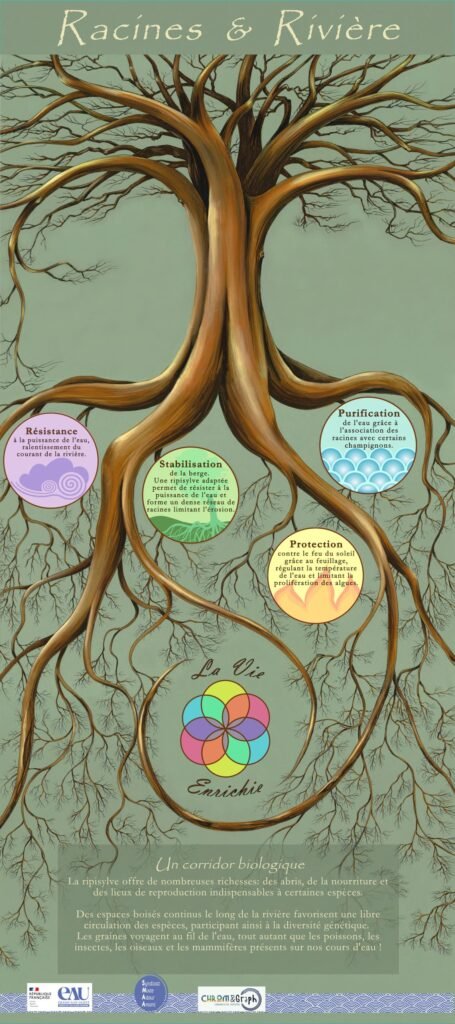 Exposition kakemonos racines et riviere