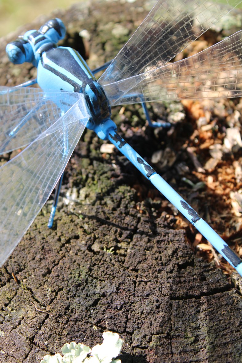 Agrion