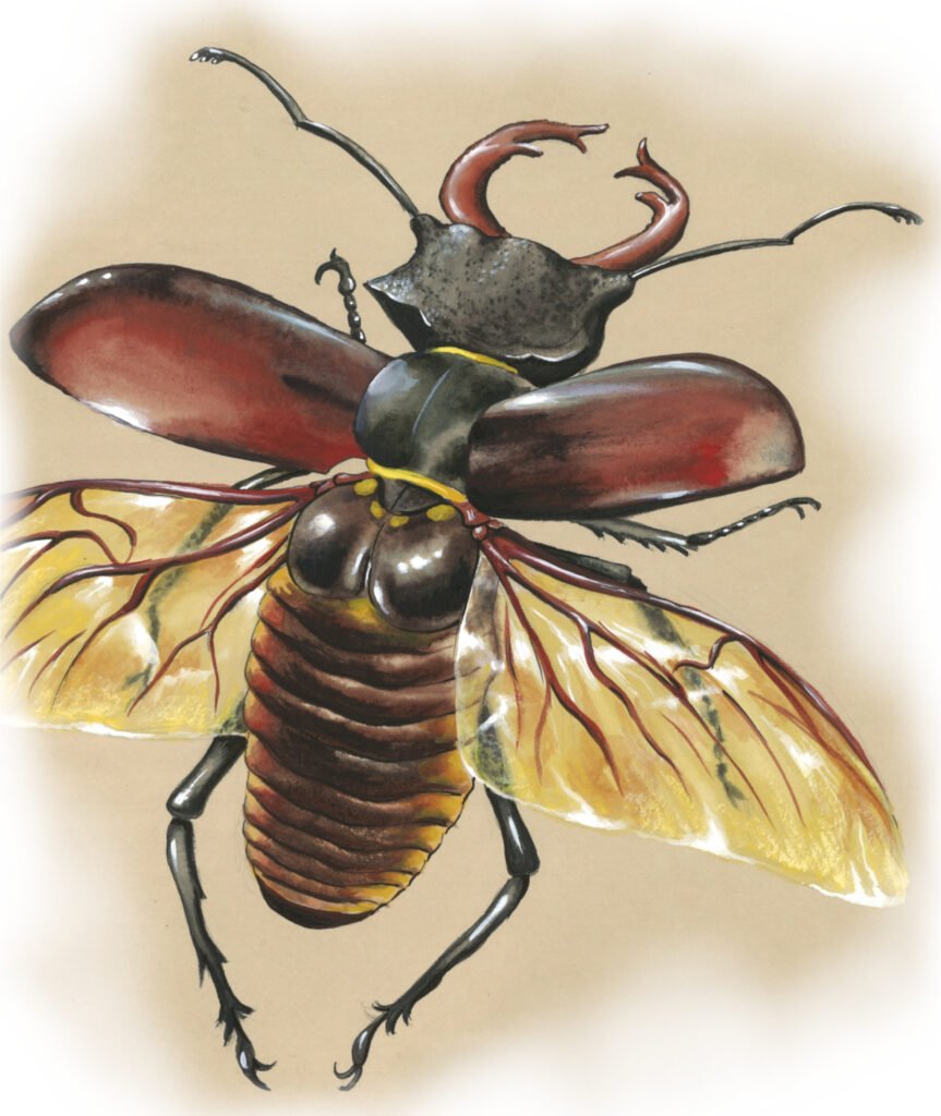 Lucane cerf volant Lucanus cervus coléoptère