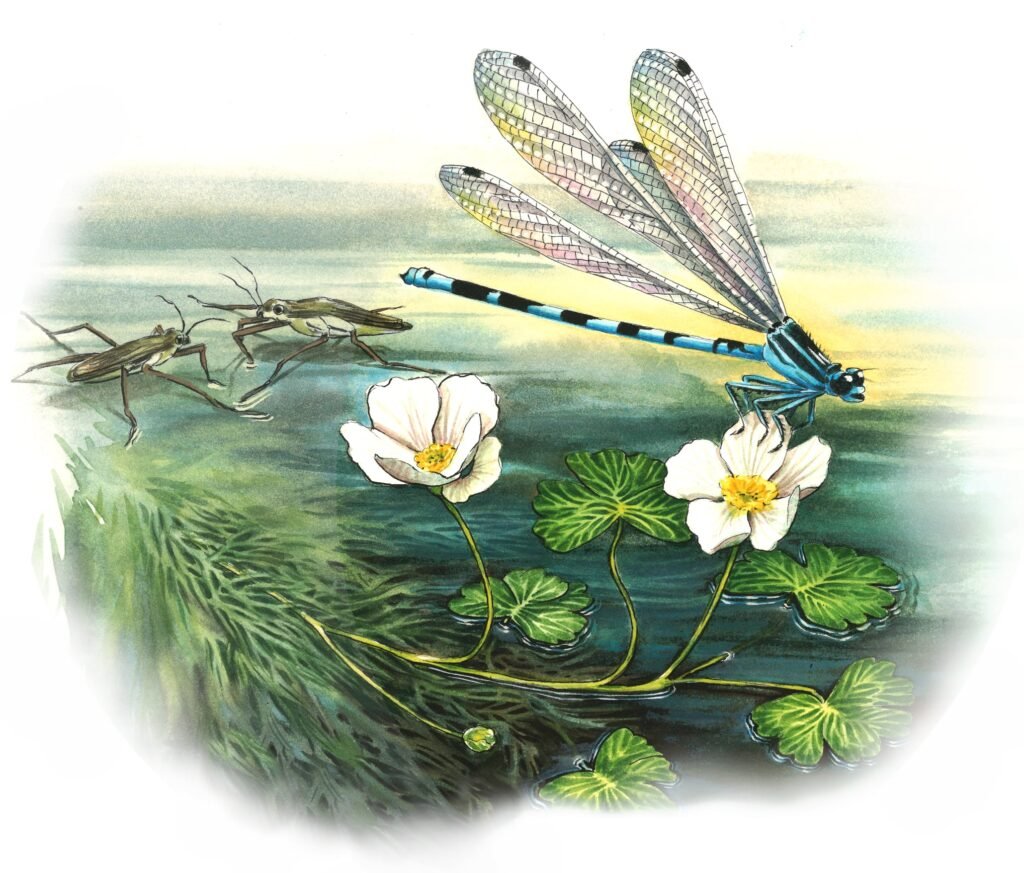 Coenagrion mercuriale Agrion de mercure sur renoncule aquatique