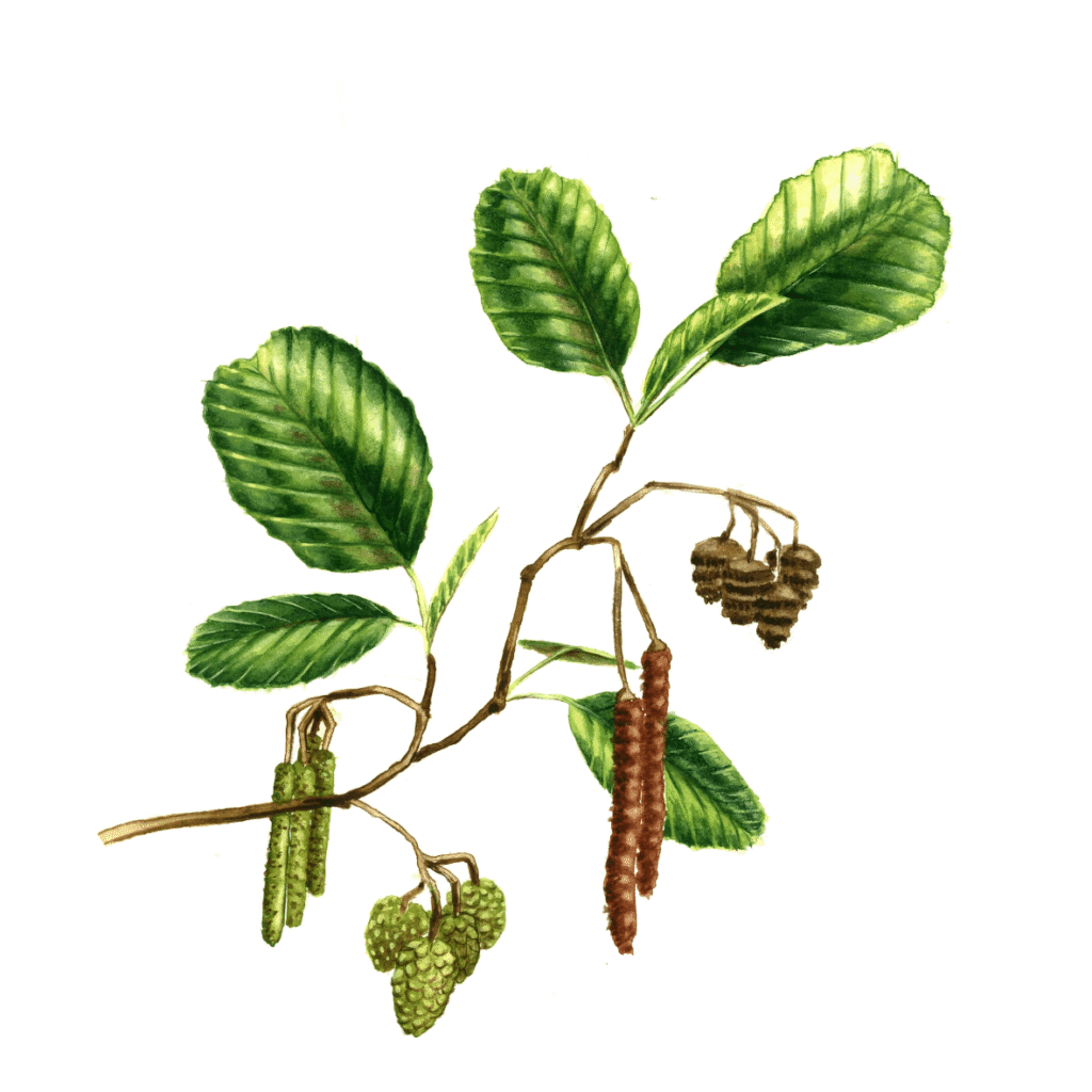 Alnus glutinosa aulne glutineux espèce du bassin de l'Adour