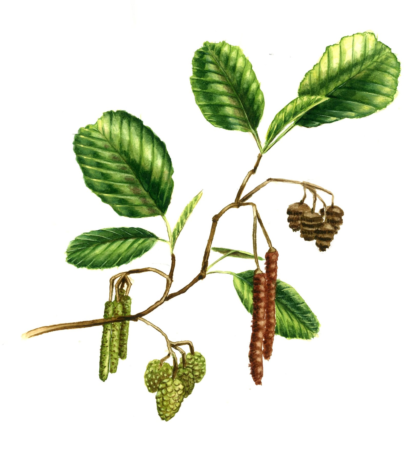 Alnus glutinosa aulne glutineux espèce bassin adour