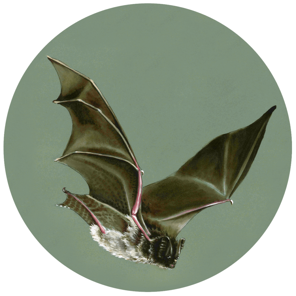 Barbastella barbastellus chauve souris rare espèce du bassin de l'Adour