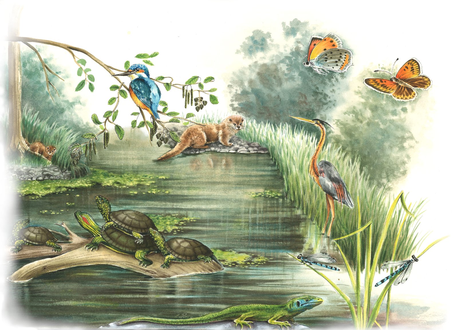 Zones humides, bassins d'eau stagnantes et espèces liées