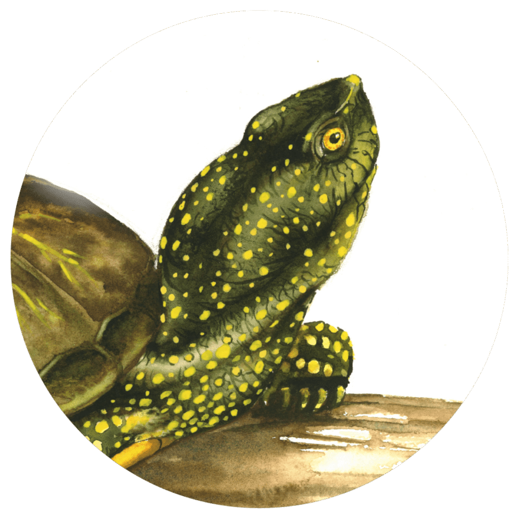 Emys orbicularis espèce du bassin de l'Adour