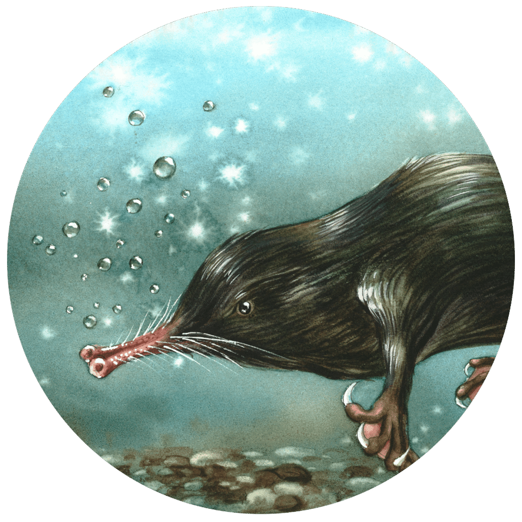 Desman du bassin de l'Adour