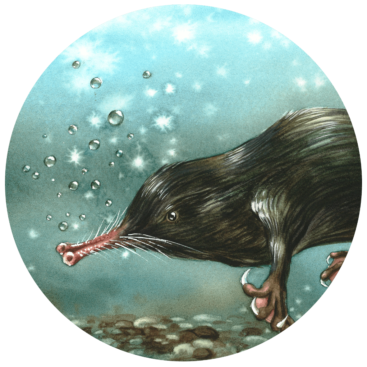 Desman du bassin de l'Adour