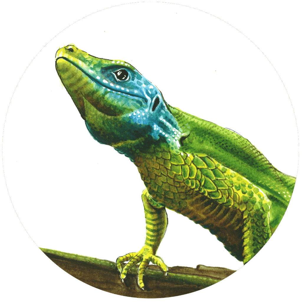 Lacerta bilineata Lezard vert espèce du bassin de l'Adour