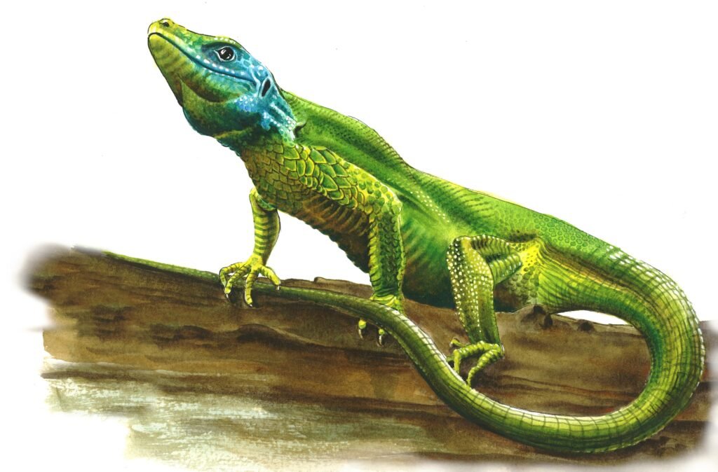 Lacerta bilineata Lezard vert aux couleurs vives