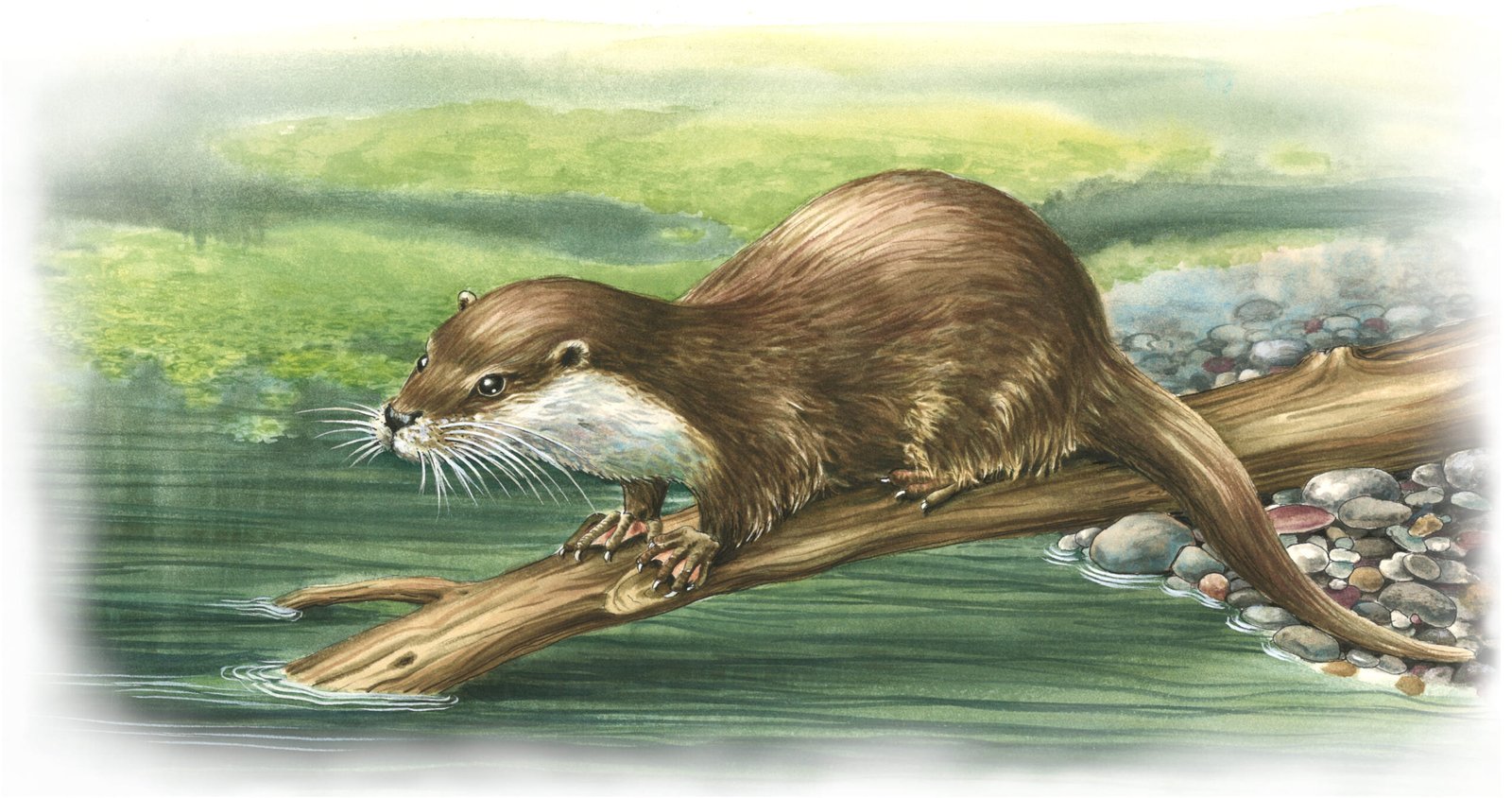 Loutre Lutra lutra espèce des zones humides bassin adour