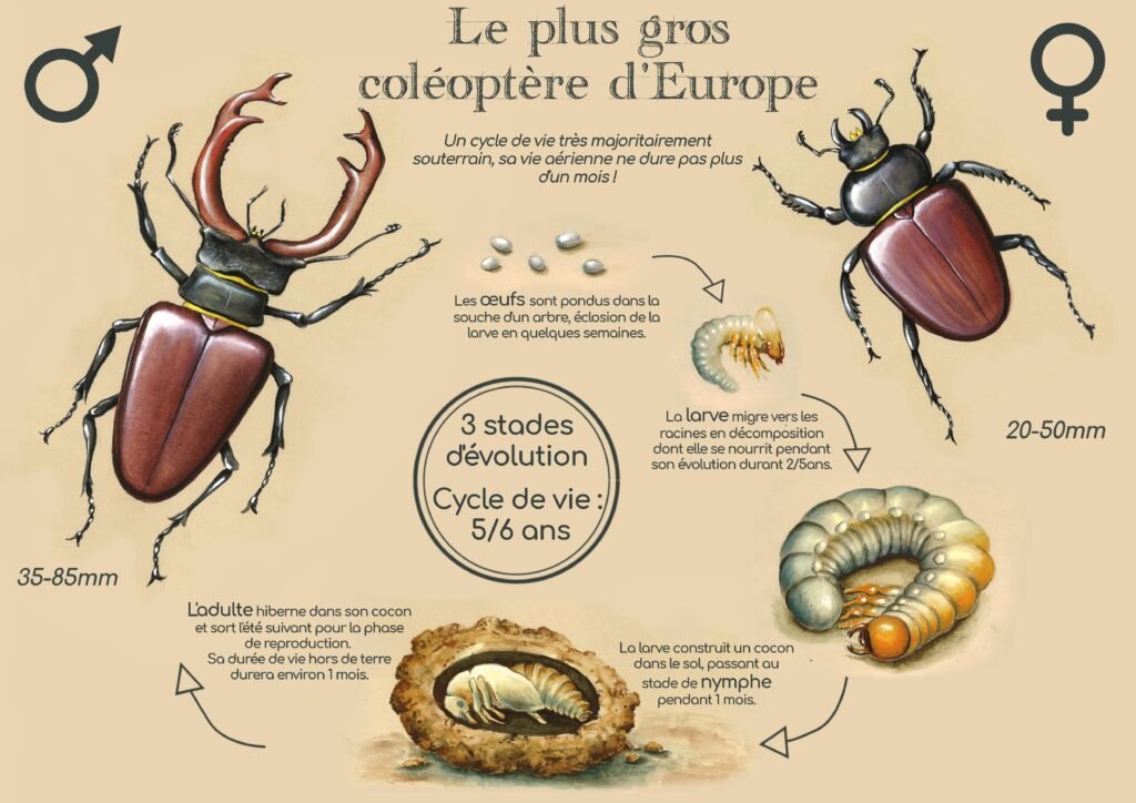 Planche éducative Coléoptère cycle de vie