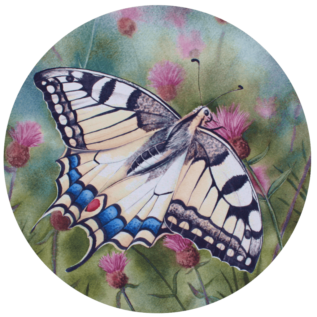 Espèce du bassin de l'Adour