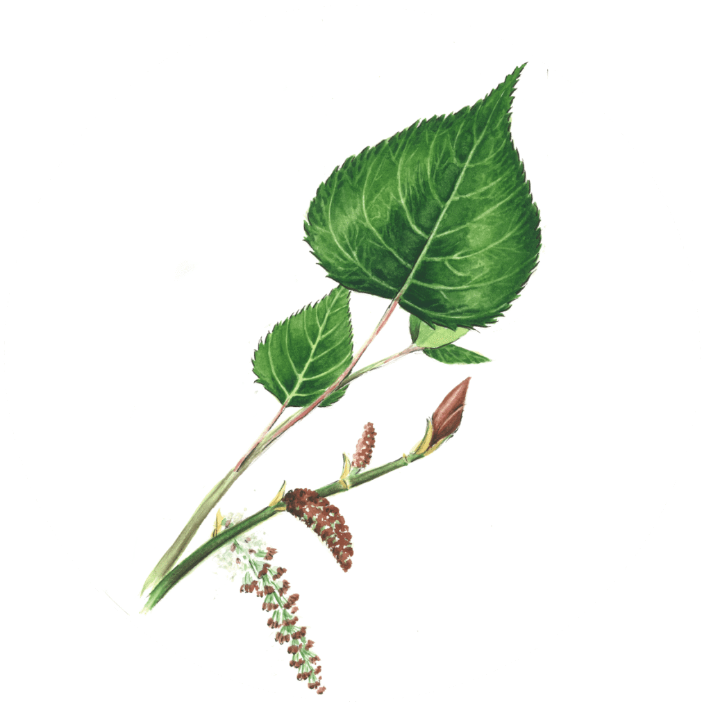 Populus nigra espèce du bassin de l'Adour