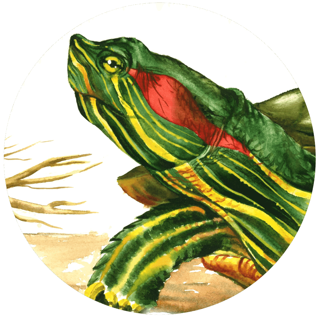 Trachemys scripta elegans