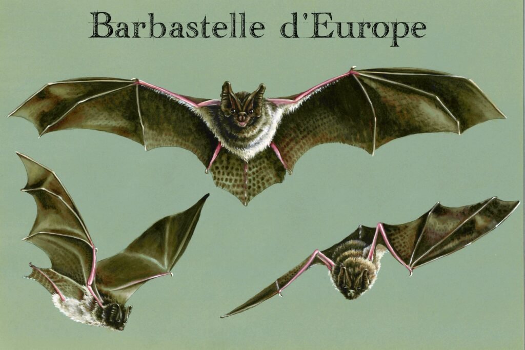 Fiche espèce Barbastelle d'europe Barbastella barbastelus