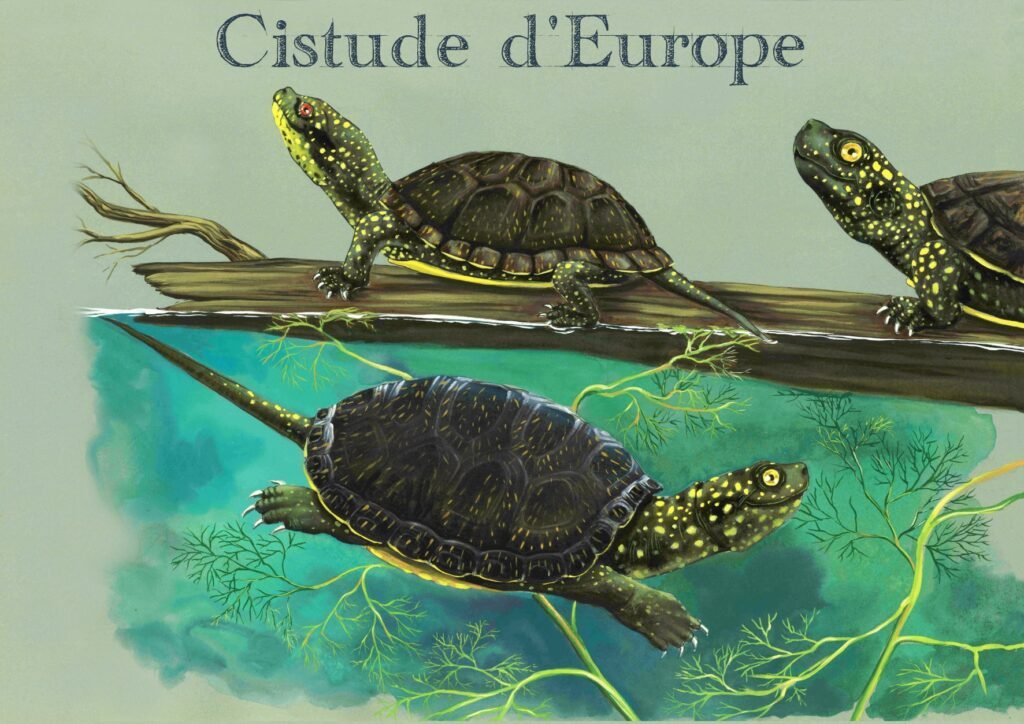 Fiche espèce cistude d'europe Emys orbicularis