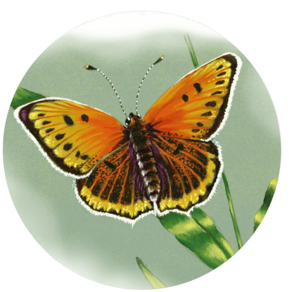 Cuivré des marais espèce du bassin de l'Adour