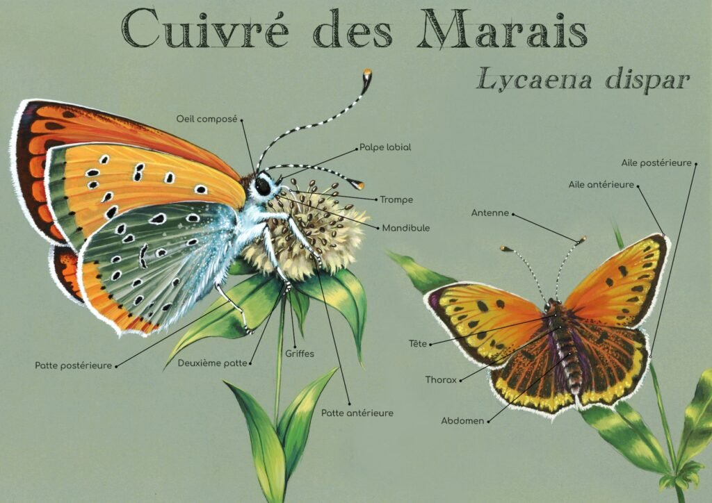 Fiche espèce Cuivré des marais Lycaena dispar