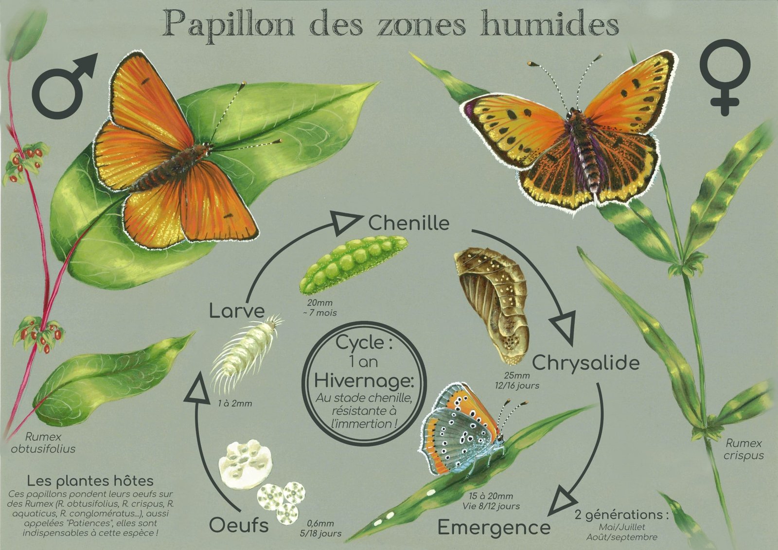 Planche éducative papillon espèce zones humides