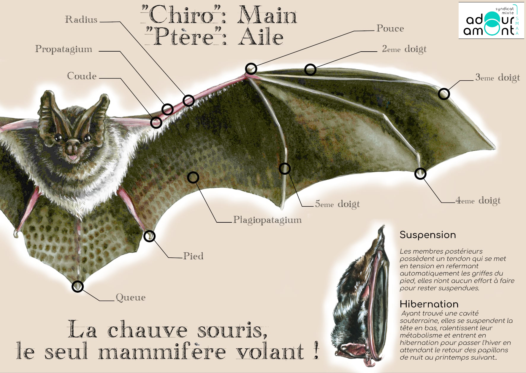 Fiche espèce Barbastelle d'europe chauve souris
