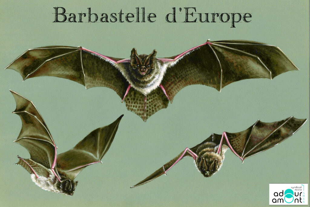 Fiche espèce Barbastelle d'europe Barbastella barbastelus