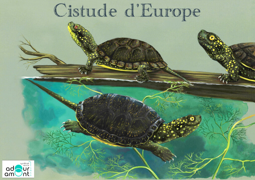Fiche espèce cistude d'europe Emys orbicularis