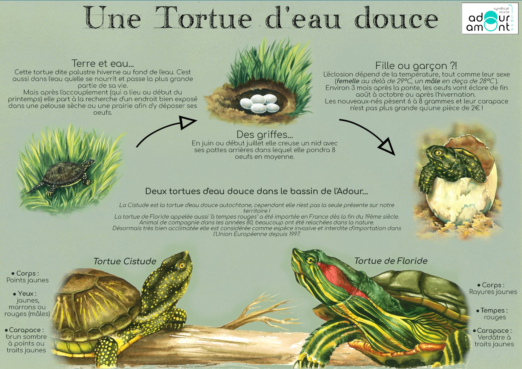Fiche espèce cistude d'europe Emys orbicularis