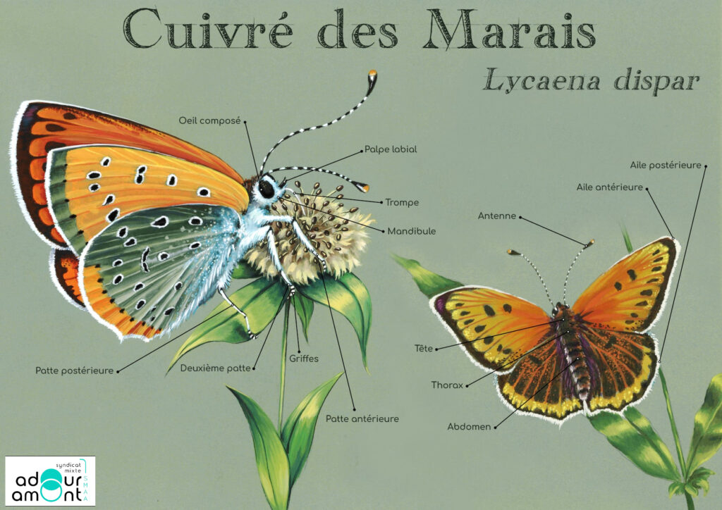 Fiche espèce Cuivré des marais Lycaena dispar