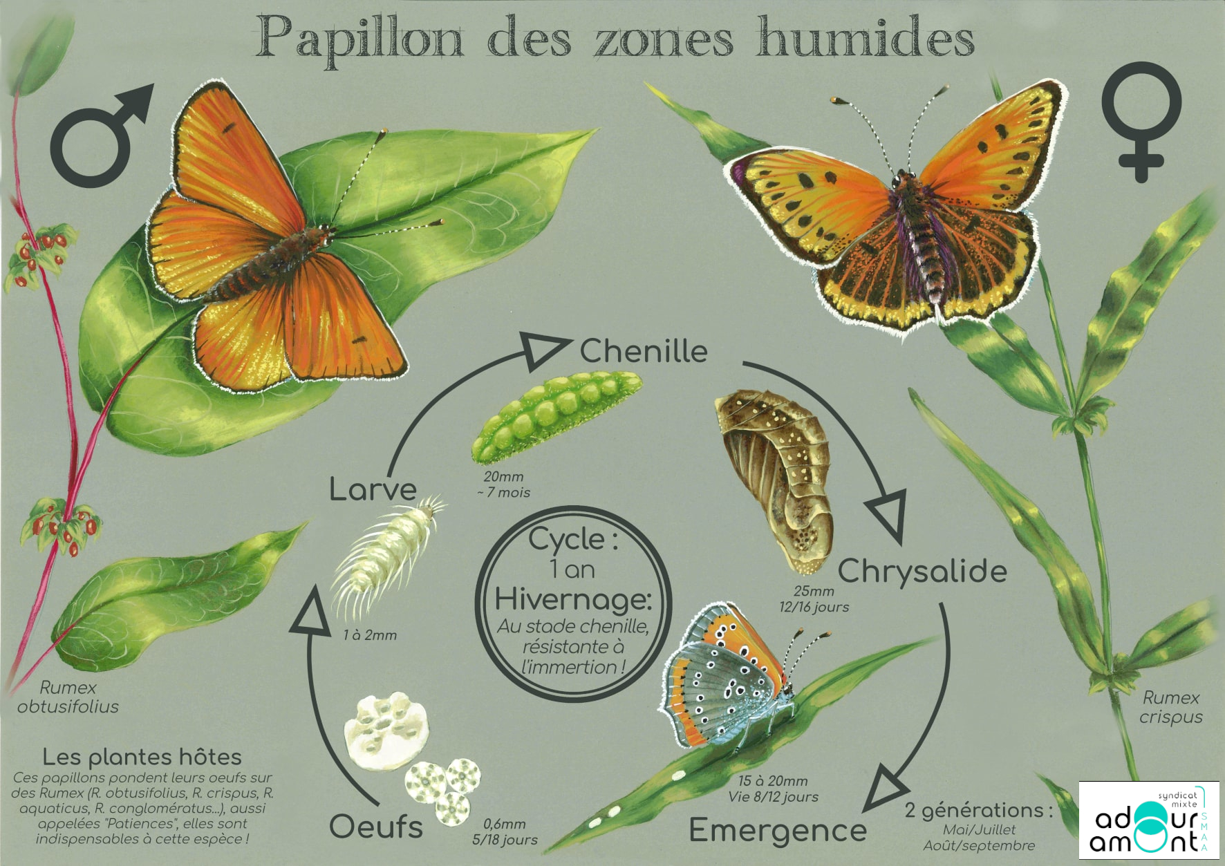 Planche éducative papillon espèce zones humides