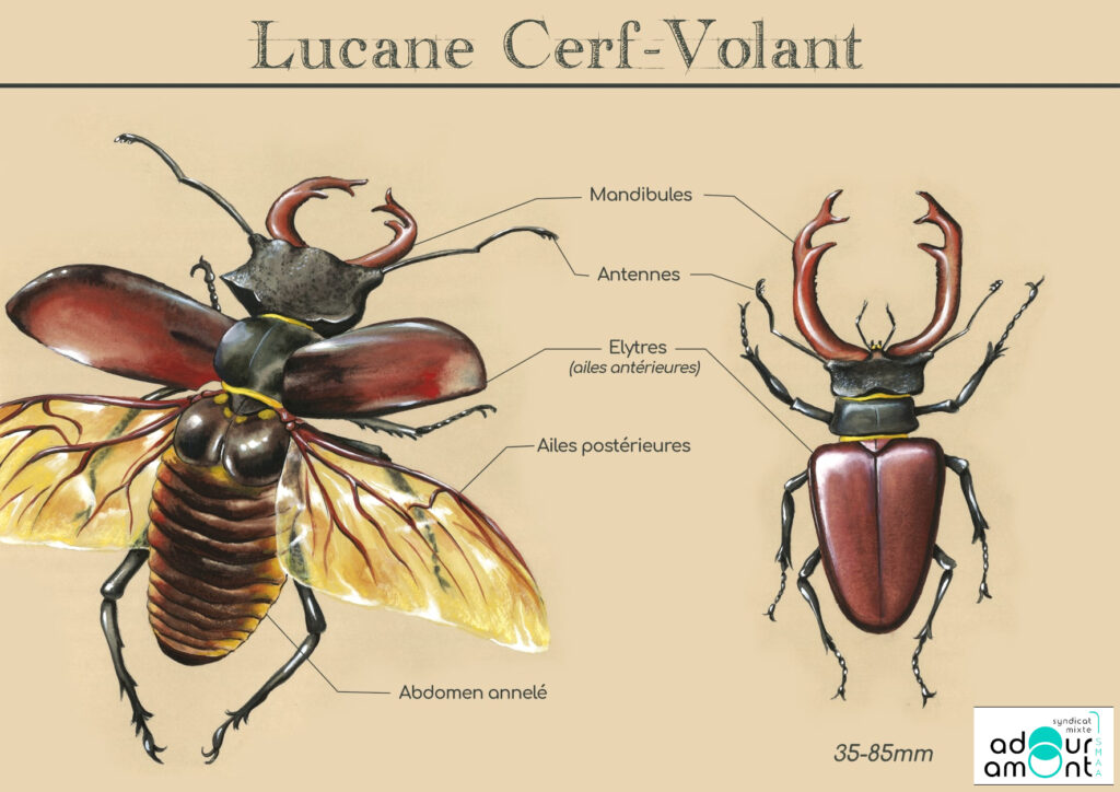 Planche lucanus cervus