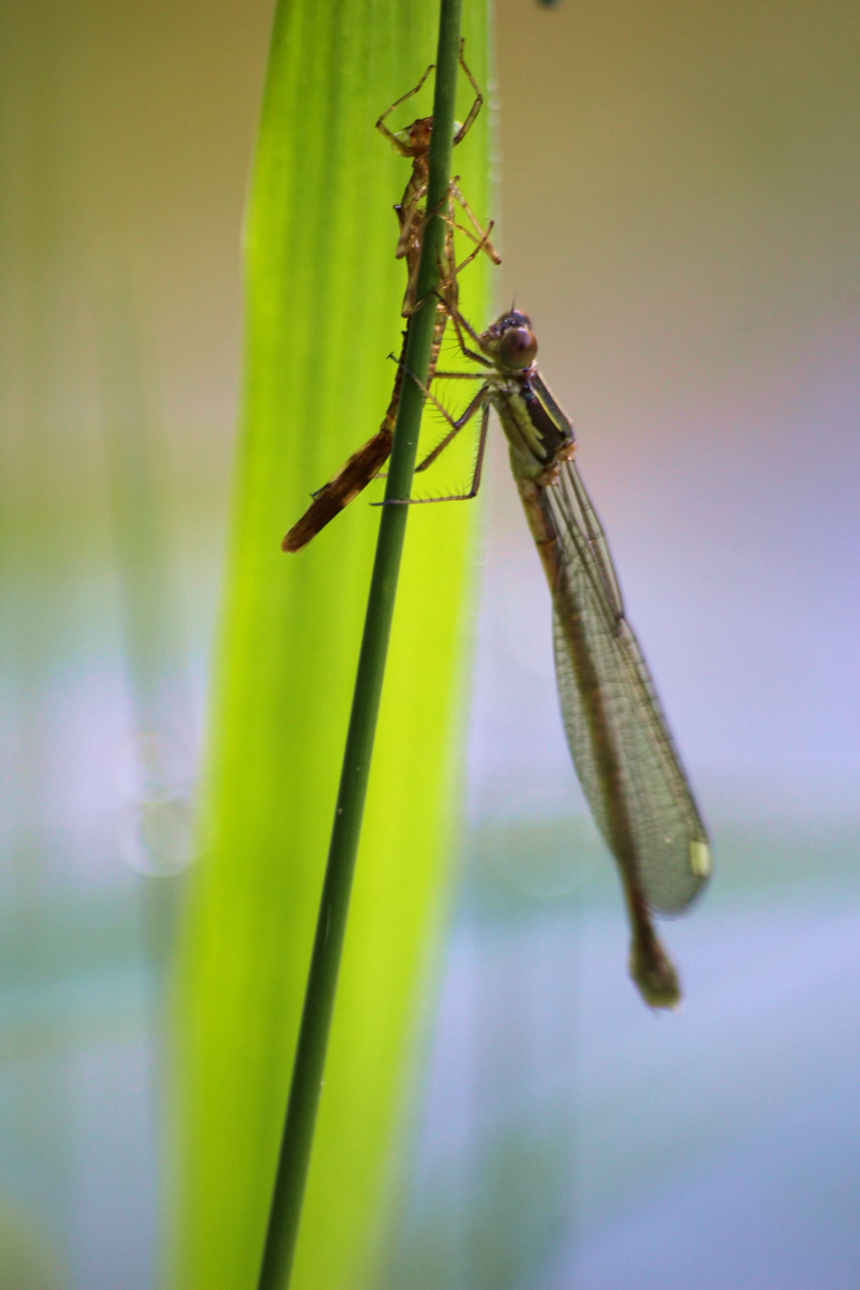 Red Exuvie et Imago Agrion élégant